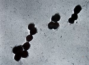 Pneumococcus Pneumococcus